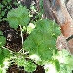 Pelargonium odoratissimum List
