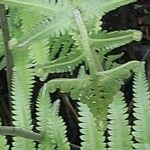 Sphaerostephanos unitus Leaf