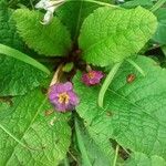 Primula bulleyana Kukka