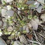 Sabulina verna Feuille