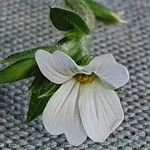 Galium kenyanum फूल