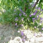 Legousia speculum-veneris Libunga