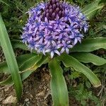 Scilla peruviana Liść