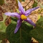 Solanum subinerme Flower