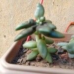 Sedum hernandezii Foglia