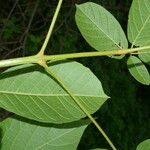 Handroanthus ochraceus Leaf