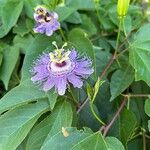 Passiflora incarnata 花