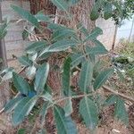 Schinus terebinthifolia Folha