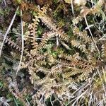 Selaginella helvetica Leaf