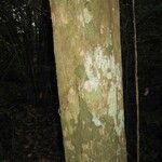Chaetocarpus schomburgkianus Corteza