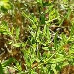 Hypericum perfoliatum Habit