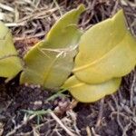 Epiphyllum oxypetalumList