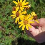 Jacobaea abrotanifoliaFlower