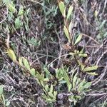 Globularia alypum Leaf