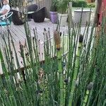 Equisetum hyemaleLapas