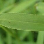 Leersia oryzoides Blatt