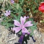 Malva parviflora Flower