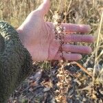 Solidago speciosa Blad