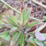 Kalanchoe × houghtonii Leaf