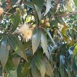 Syzygium jambos Flower