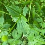 Ranunculus recurvatus Leaf