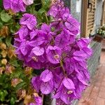 Bougainvillea glabra Blüte