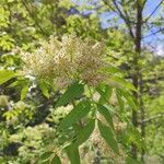 Fraxinus ornusBlomst