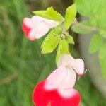 Salvia × jamensis Цветок