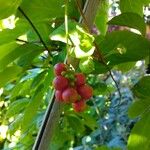 Schisandra chinensis Fruchs