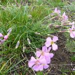 Dianthus sylvestris Õis