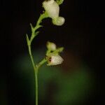 Polystachya seticaulis Flower