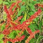 Rumex aquaticus Blomma