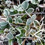 Rubus vestitus Blatt