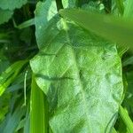 Rumex arifolius Leaf