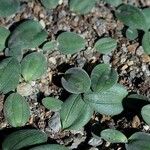Drimia platyphylla Hoja