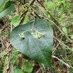 Stephania japonica Leaf