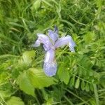 Iris versicolor Bloem