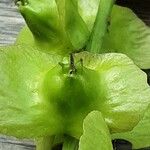 Pterocarya fraxinifolia Fruit