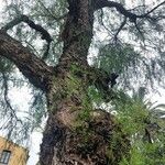 Schinus molle 形態