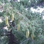 Pseudotsuga macrocarpa Meyve
