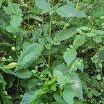 Dipsacus pilosus Leaf