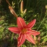 Hemerocallis fulvaBlomma