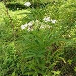 Sambucus ebulus موطن