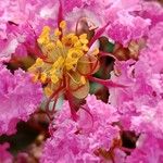 Lagerstroemia indica Flower