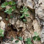 Euphorbia variabilis Hábito