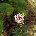 Lespedeza capitata Flower