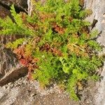 Tripleurospermum maritimum Blatt