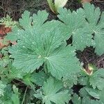 Geranium clarkei Leaf