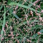 Panicum virgatum 果實