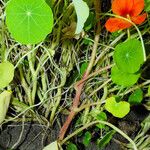 Tropaeolum majus چھال